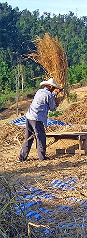 'Threshing Rice Straw on the Fields in Pai' by Asienreisender